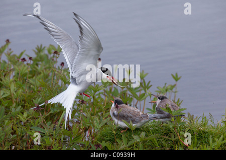 Un adulte Sterne arctique alimente une boule à l'un d'une paire de poussins de sternes au potter Marsh, Southcentral Alaska, l'été Banque D'Images