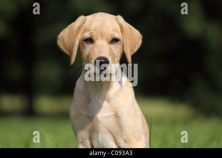 Labrador Retriever chiot Banque D'Images