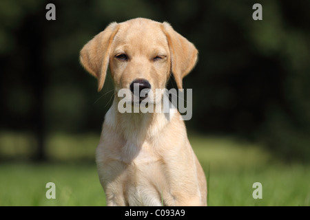 Labrador Retriever chiot Banque D'Images