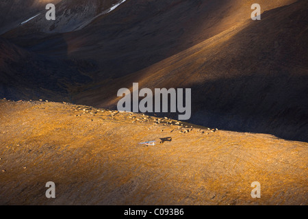 De l'antenne d'un Piper Super Cub survolant un troupeau de caribous sur une crête dans les montagnes Romanzof, Brooks, la réserve faunique nationale de l'Alaska Banque D'Images