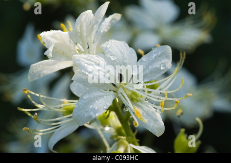 Dittany (Dictamnus albus), la floraison, la plante médicinale, Allemagne Banque D'Images