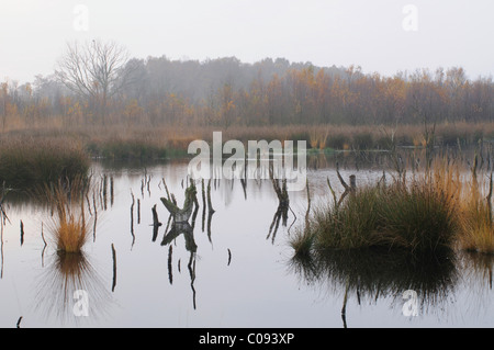 Étang de la tourbière à l'automne, de tourbières bombées réserver Bargerveen néerlandais, Pays-Bas, Europe Banque D'Images