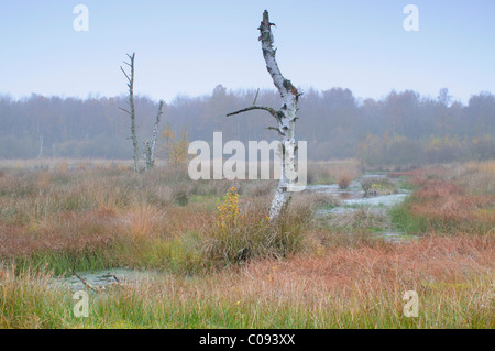 L'automne dans la réserve de tourbières bombées Bargerveen néerlandais, Pays-Bas, Europe Banque D'Images