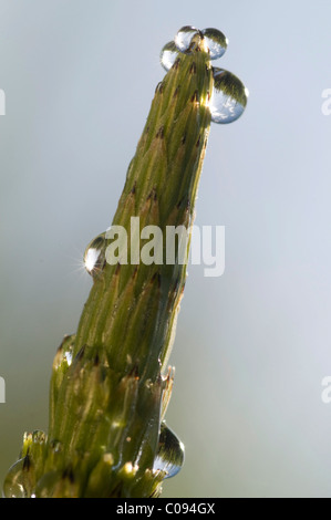 La prêle des champs ou conjoint de Prêle (Equisetum arvense) avec dewdrops Banque D'Images