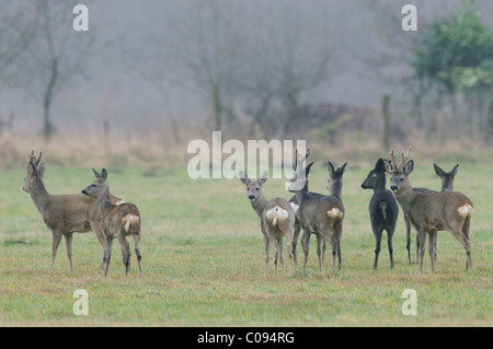 Le chevreuil (Capreolus capreolus) Banque D'Images