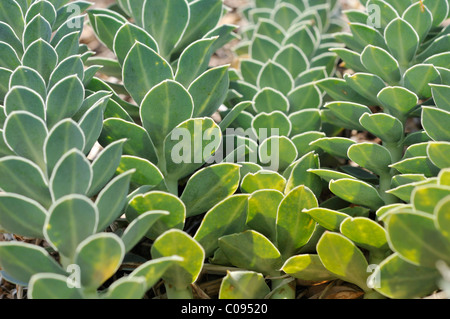 Myrtle Spurge Euphorbe rampante, ou queue d'Âne (Euphorbia myrsinites), l'île de Cres, Croatie, Europe Banque D'Images