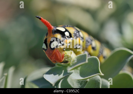 Spurge Hawk-moth caterpillar (Hyles euphorbiae) sur Myrtle Spurge Euphorbe rampante, ou queue d'Âne (Euphorbia myrsinites) Banque D'Images