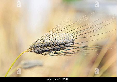 Le blé amidonnier, farro (Triticum dicoccum), la plus ancienne céréale cultivée, approprié pour la production de bière, le sud de l'Allemagne, l'Europe Banque D'Images