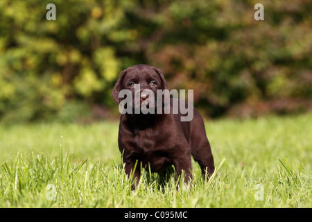 Labrador Retriever chiot Banque D'Images