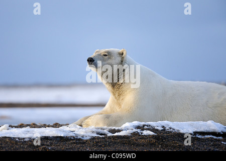 Un ours polaire adultes repose sur un rivage d'une île à l'extérieur de Kaktovik sur la limite nord de la réserve faunique nationale de l'automne, Banque D'Images