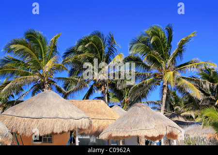 Coconut palm tree ciel bleu avec toit soleil palapa hut Banque D'Images