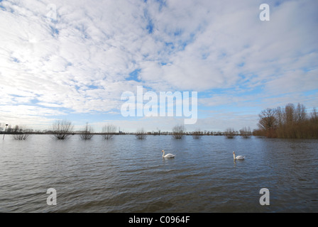 Champs inondés avec des cygnes Banque D'Images