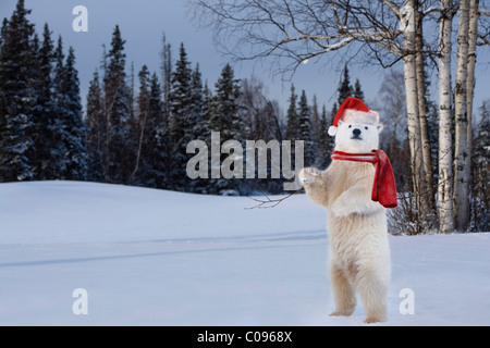 Un ours polaire adultes portant un foulard et Santa hat vagues à la caméra, l'Alaska, Winter, COMPOSITE Banque D'Images