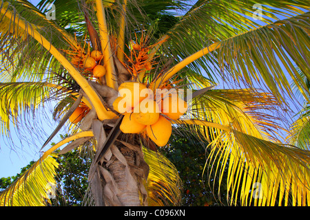 Coco Palm en détail l'arbre symbole de la plage tropicale Banque D'Images