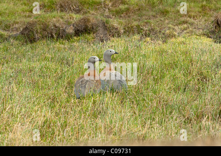 Cendré à tête rousse (Chloephaga poliocephala) paire adultes habitats humides dans le Parc National Torres del Paine Chili Amérique du Sud Banque D'Images