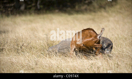 La chasse au dragon de Komodo Banque D'Images