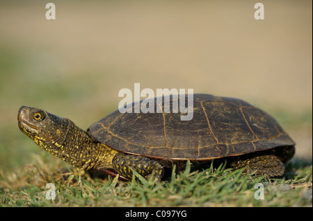 La tortue cistude (Emys orbicularis) Banque D'Images
