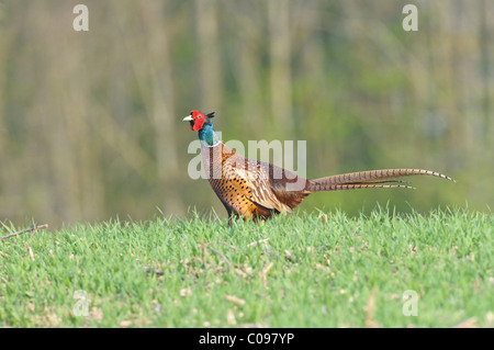 Le faisan commun (Phasianus colchicus) Banque D'Images