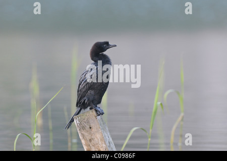 Cormoran pygmée (Phalacrocorax pygmeus) Banque D'Images