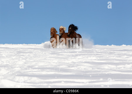 Chevaux au galop 3 Banque D'Images