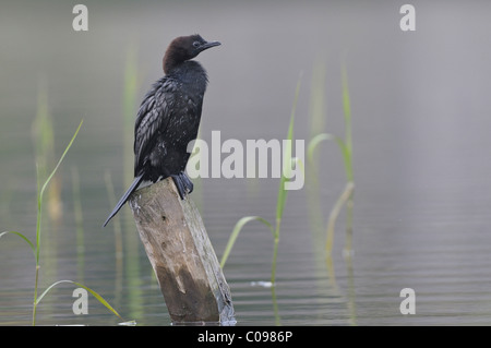 Cormoran pygmée (Phalacrocorax pygmeus) Banque D'Images