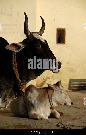 Vaches dans Udaipur , Rajasthan , Inde . L'Asie . Banque D'Images