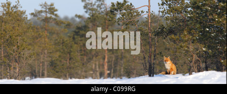 Vue panoramique tourné de Wild Red Fox (Vulpes vulpes) assis dans la forêt de tourbière. Banque D'Images