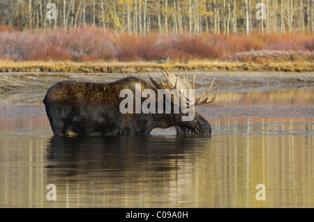 Bull Moose boire à la rivière Snake dans le Grand Teton National Park. Banque D'Images