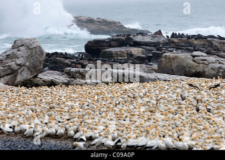 Colonie du Cap de bassan, Lamberts Bay, côte ouest, Afrique du Sud Banque D'Images