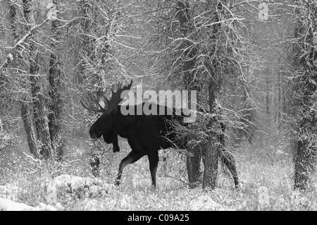 Bull Moose marcher durant tempête dans une forêt ancienne dans le Grand Teton National Park. Banque D'Images