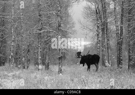 Bull Moose durant tempête dans une forêt ancienne dans le Grand Teton National Park. Banque D'Images