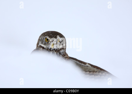 Portrait de la Chouette naine (Glaucidium passerinum) dans la neige, qui vient de prendre une proie. Banque D'Images