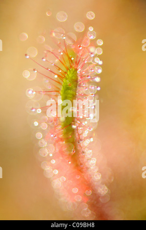 Vue détaillée, le rossolis (Drosera capensis) Banque D'Images