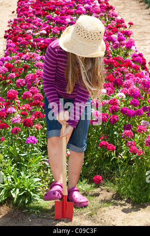 Fille, 8 ans, à creuser dans un champ avec un Sweet William œillets Banque D'Images