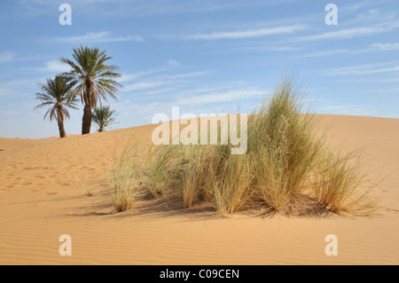 Palmiers dans les dunes de sable, Erg Chebbi, Maroc, Afrique Banque D'Images