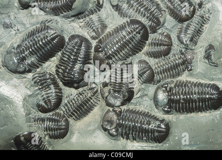 Les Trilobites fossiles, ou Eldredgeops (Phacops rana), Dévonien, Ontario. Banque D'Images