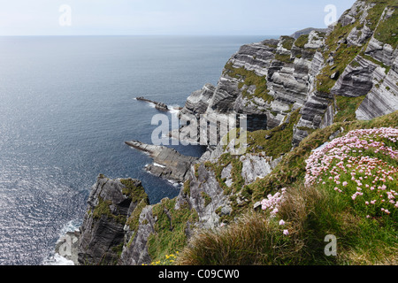 Côte escarpée, près de point de vue vue Skelling Portmagee, Skellig Ring, County Kerry, Ireland, British Isles, Europe Banque D'Images