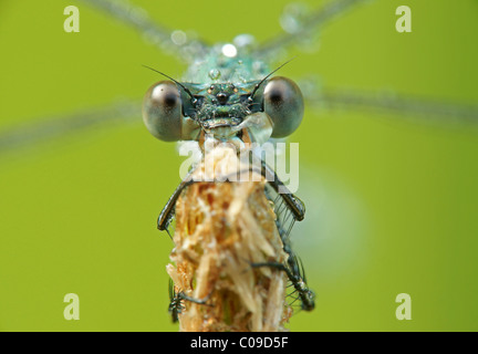 Demoiselle d'émeraude ou spreadwing commun (Lestes sponsa) Banque D'Images