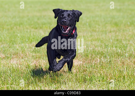 L'exécution de jeunes noirs Labrador Retriever chien, mâle, type à poil court, chien domestique, Banque D'Images