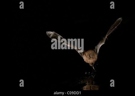 De Daubenton (Myotis daubentonii) Banque D'Images