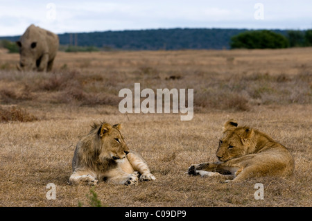 Jeunes lions et rhinocéros blanc, Kwandwe Game Reserve, Eastern Cape, Afrique du Sud Banque D'Images