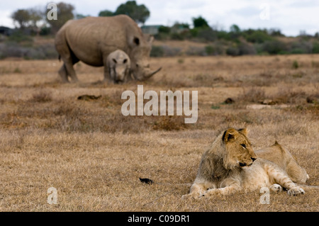 Lion et rhinocéros blancs, Kwandwe Game Reserve, Eastern Cape, Afrique du Sud Banque D'Images