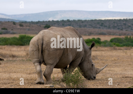 White Rhino, Kwandwe Game Reserve, Eastern Cape, Afrique du Sud Banque D'Images