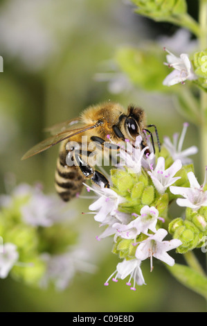 L'abeille européenne ou d'abeille à miel (Apis mellifera) sur la floraison la marjolaine (Origanum majorana), l'Allemagne, de l'Europe Banque D'Images