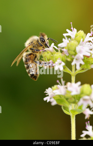 L'abeille européenne ou d'abeille à miel (Apis mellifera) sur la floraison la marjolaine (Origanum majorana), l'Allemagne, de l'Europe Banque D'Images