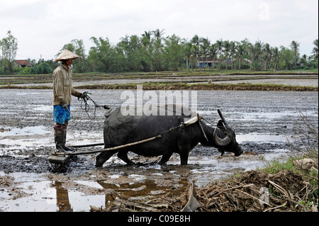 Agriculteur de riz à l'aide de boeufs et charrue en bois, Hoi An, Quang Nam, le centre du Vietnam, Vietnam, Asie du Sud, Asie Banque D'Images