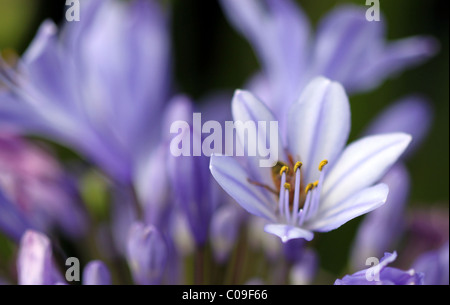 Purple agapanthus africanus Banque D'Images