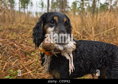 Cocker Anglais La récupération de colins dans le Piney Woods de Dougherty Comté (Géorgie) Banque D'Images