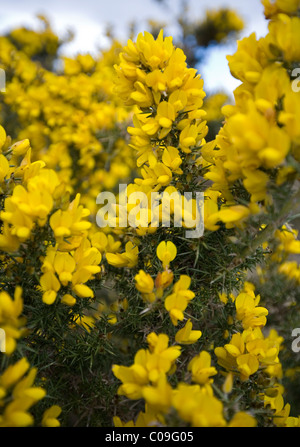 L'ajonc commun, Ulex europaeus croissant sur la lande en Co Kerry, Irlande Banque D'Images