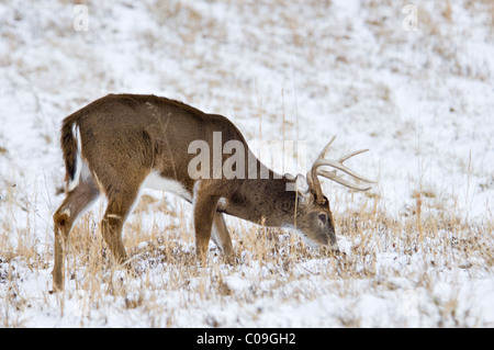 White-tailed Deer Buck avec Casse Dents andouiller paître dans le champ couvert de neige dans la région de Cades Cove le grand Smokey Mountains Banque D'Images